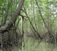 /album/fotogaleria/manglar-jpg/