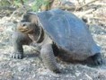 /album/fotogaleria/turtle-jpg/