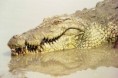 /album/fotogaleria/caiman-jpg/