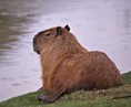 /album/fotogaleria/chiguiro-jpg/